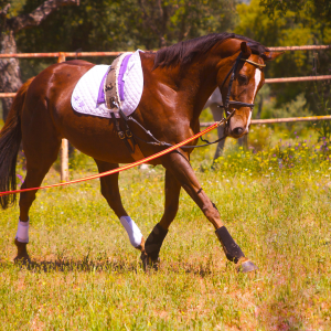 Lunging Equipment & Training Aids