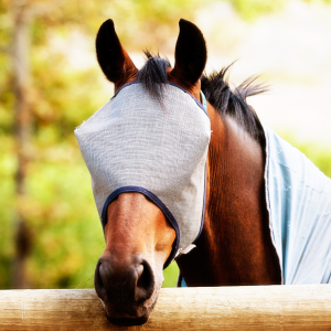 Fly Masks/Fringes/Veils