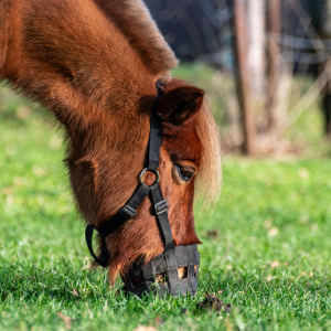 Grazing Muzzles